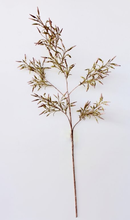 Seed Pod On Stem - Min 3